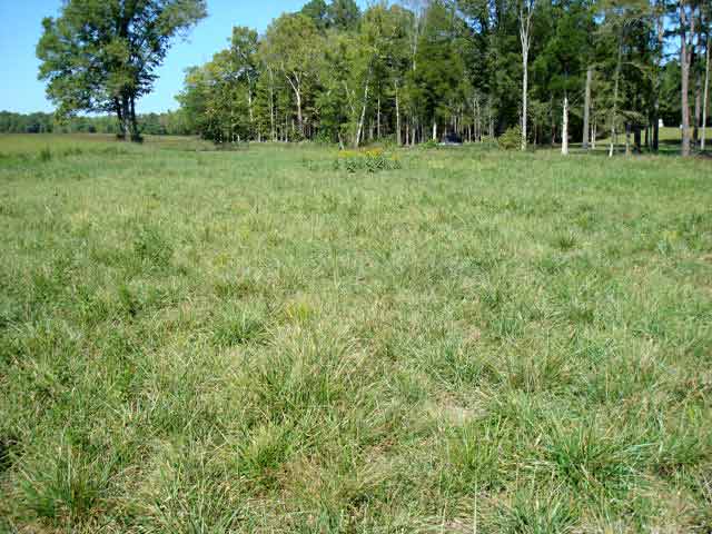 Viniard across West Field